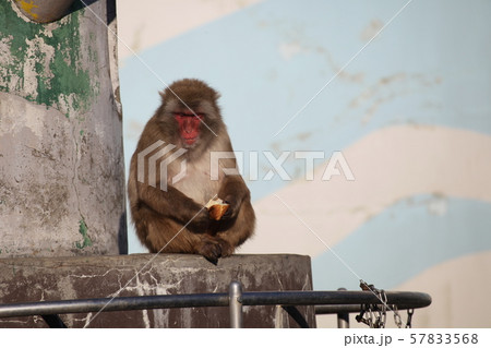 エサ持つサル_函館 57833568