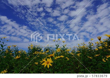 秋の空のもとキクイモの黄色の花が映える 57833679