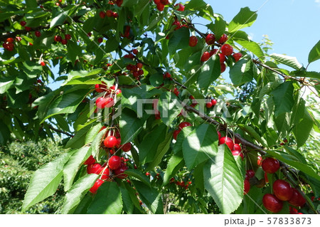 さくらんぼ 57833873