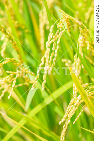 日本の風景「稲穂」 日本の風景「稲穂」 57834221