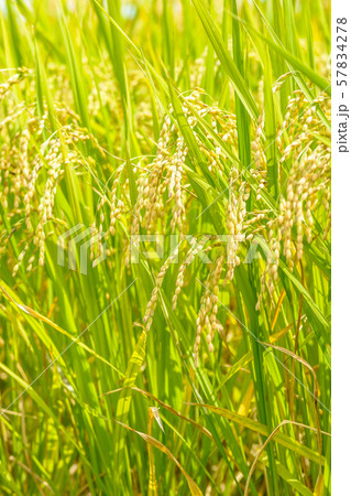 日本の風景「稲穂」 日本の風景「稲穂」 57834278