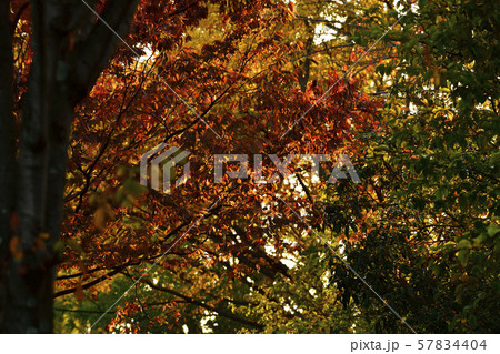 紅葉、黄葉、広葉樹@檜尾公園、堺市、大阪府 紅葉、黄葉、広葉樹@檜尾公園、堺市、大阪府 57834404
