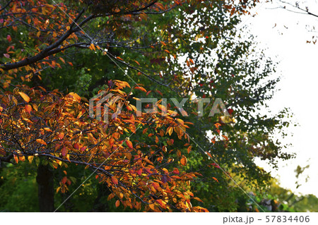 紅葉、黄葉、広葉樹＠檜尾公園、堺市、大阪府 57834406