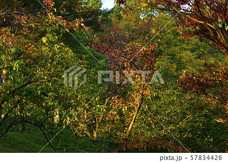 紅葉、黄葉、広葉樹＠檜尾公園、堺市、大阪府 57834426