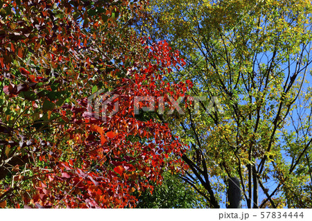 紅葉、黄葉、広葉樹＠檜尾公園、堺市、大阪府 57834444