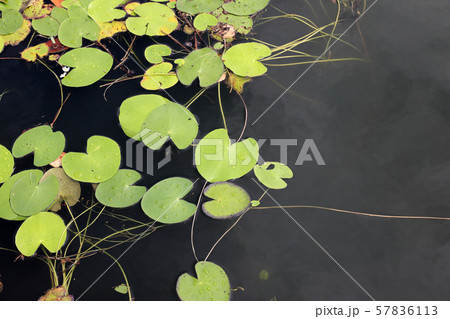 ガガブタ 57836113