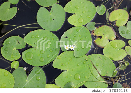 ガガブタ ガガブタ 57836118