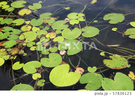 ガガブタ ガガブタ 57836123