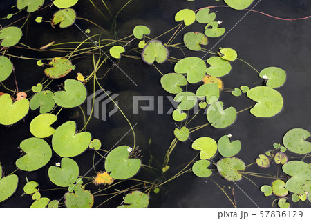 ガガブタ 57836129