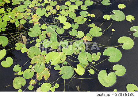 ガガブタ 57836136