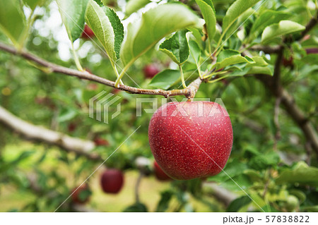 リンゴ農園　リンゴ狩り 57838822