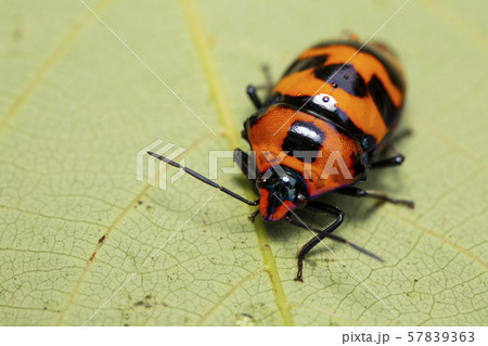 オオキンカメムシ 57839363