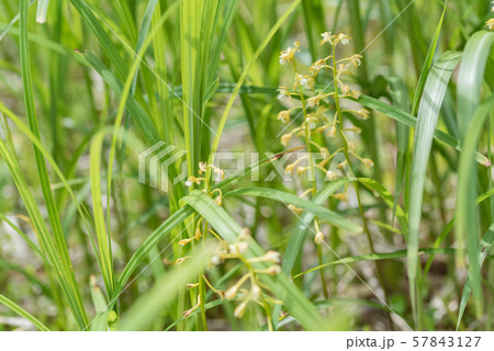 コケイラン コケイラン 57843127