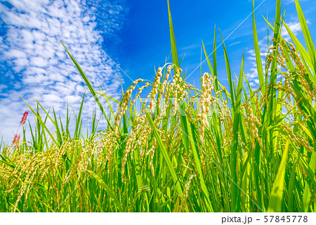 日本の風景 稲穂 の写真素材