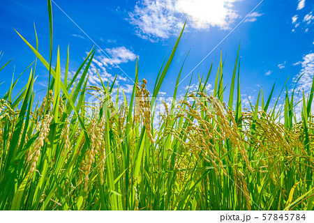 日本の風景「稲穂」 日本の風景「稲穂」 57845784