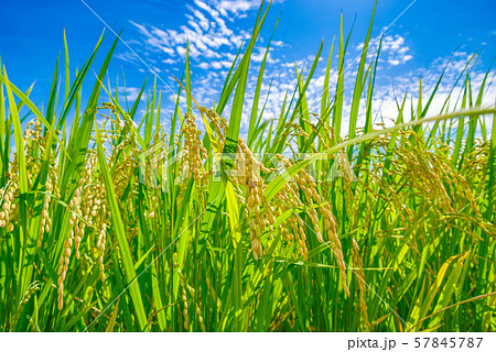 日本の風景「稲穂」 57845787