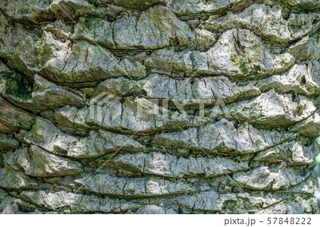 Large trunk of a palm tree with a detailed image of the structure Large trunk of a palm tree with a detailed image of the structure 57848222
