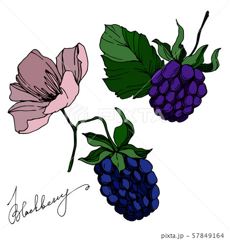 Vector Blackberry healthy food. Black and white engraved ink art. Isolated berry illustration 57849164