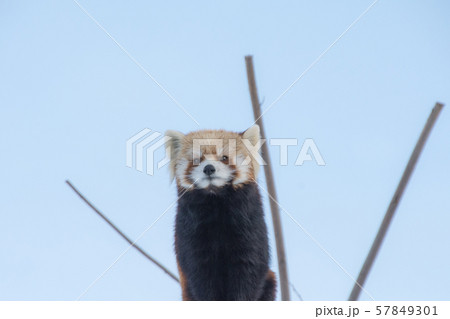 天下取り 57849301
