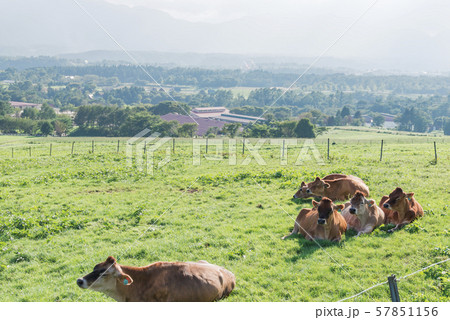 蒜山（ひるぜん）高原 57851156