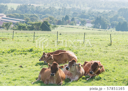 蒜山（ひるぜん）高原 57851165