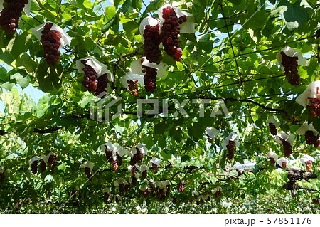 ブドウ 57851176