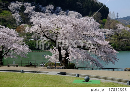 湖畔の桜 湖畔の桜 57852398