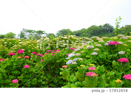 門川町の桃源郷 57852658