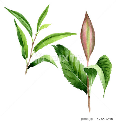 Green tea leaves. Watercolor background illustration set. Isolated leaf illustration element. 57853246