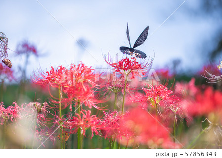 さくら堤公園の彼岸花 さくら堤公園の彼岸花 57856343