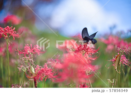 さくら堤公園の彼岸花 さくら堤公園の彼岸花 57856349