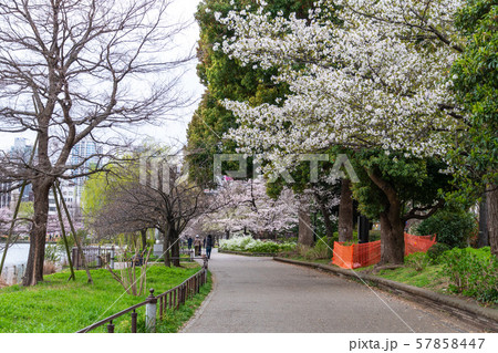 上野不忍池 桜 上野不忍池 桜 57858447