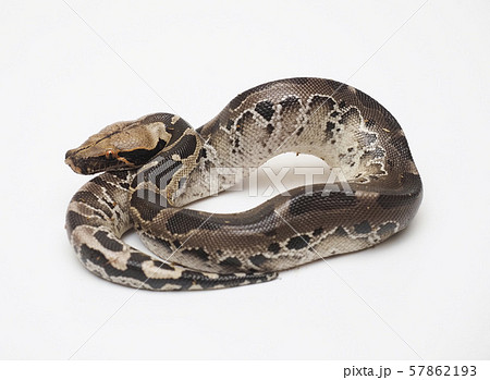 ブラッドパイソンのベビー 57862193