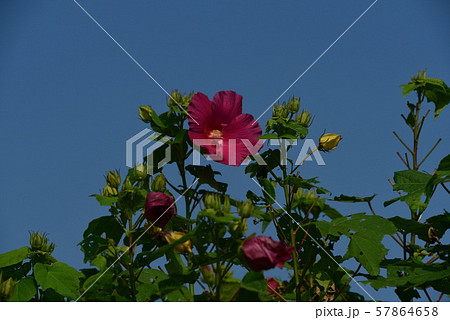 赤紫の芙蓉の花 赤紫の芙蓉の花 57864658