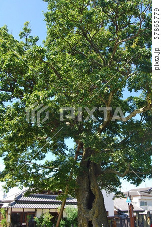 蘇武橋のエノキ 57865779