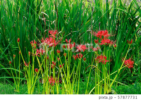 彼岸花 彼岸花 57877731