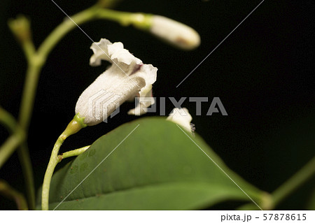 ヘクソカズラ ヘクソカズラ 57878615