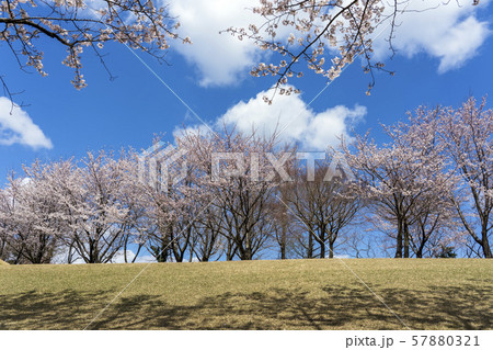 桜が満開の公園 すがすがしい春のイメージ 桜が満開の公園 すがすがしい春のイメージ 57880321