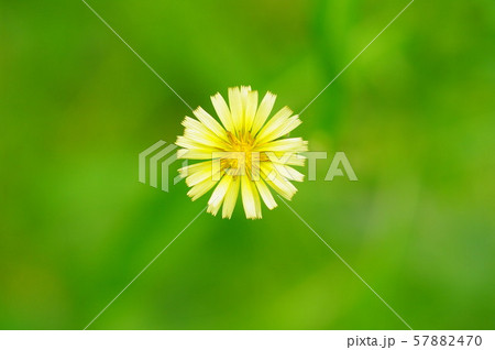 秋の野の花 アキノノゲシ 秋の野の花 アキノノゲシ 57882470