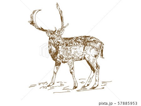 Vector vintage style engraved hand drawn deer animal hunting season. Forest deer with branchy horns 57885953