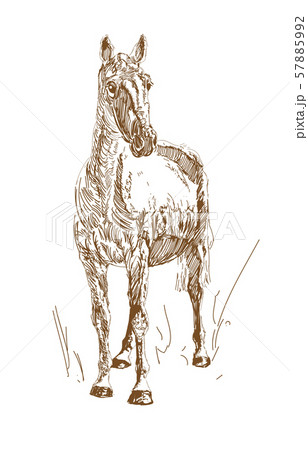 Vector vintage style engraved hand drawn horses. Horse doodle. 57885992