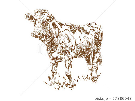 Dairy farm. Farm animal. Cow graze in the meadow. 57886048