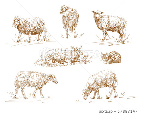 vector illustration of engraving three sheep on white background. 57887147