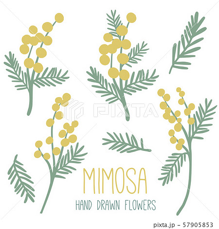 Mimosa Set Floral Simple Collectionのイラスト素材