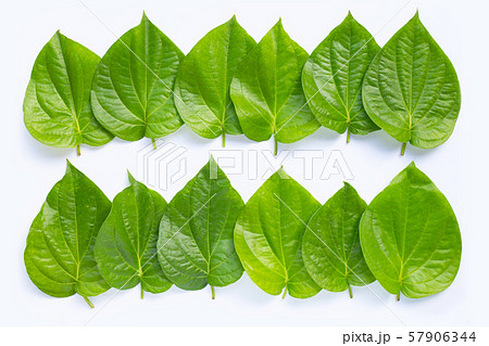 Green betel leaves, Fresh piper betle on white. 57906344
