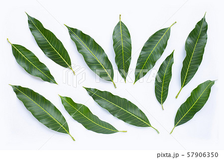 Top view of mango leaves on white Top view of mango leaves on white 57906350