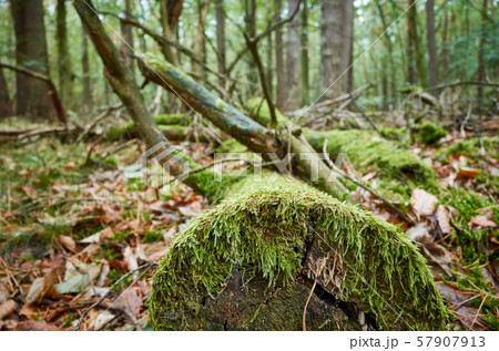 An old fallen log covered with moss in a dark An old fallen log covered with moss in a dark 57907913