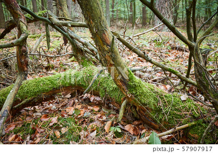Old fallen tree covered with moss in a dark dense 57907917