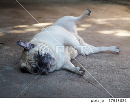 white fat cute lovely pug dog laying and rolling sleeping on the floor making funny face and posture white fat cute lovely pug dog laying and rolling sleeping on the floor making funny face and posture 57913821