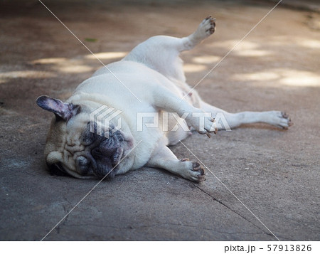 white fat cute lovely pug dog laying and rolling sleeping on the floor making funny face and posture white fat cute lovely pug dog laying and rolling sleeping on the floor making funny face and posture 57913826